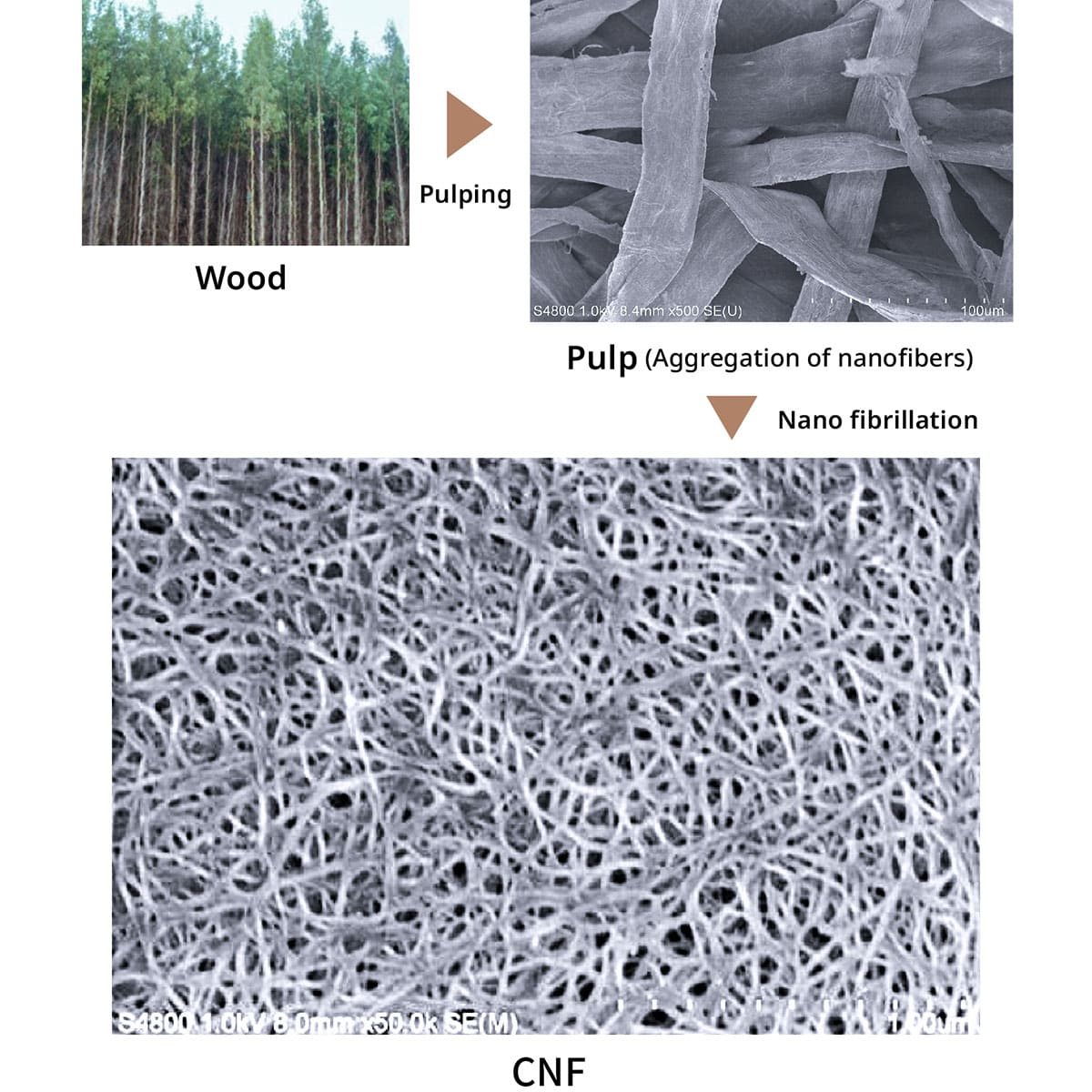 CNF: Cellulose NanoFiber
