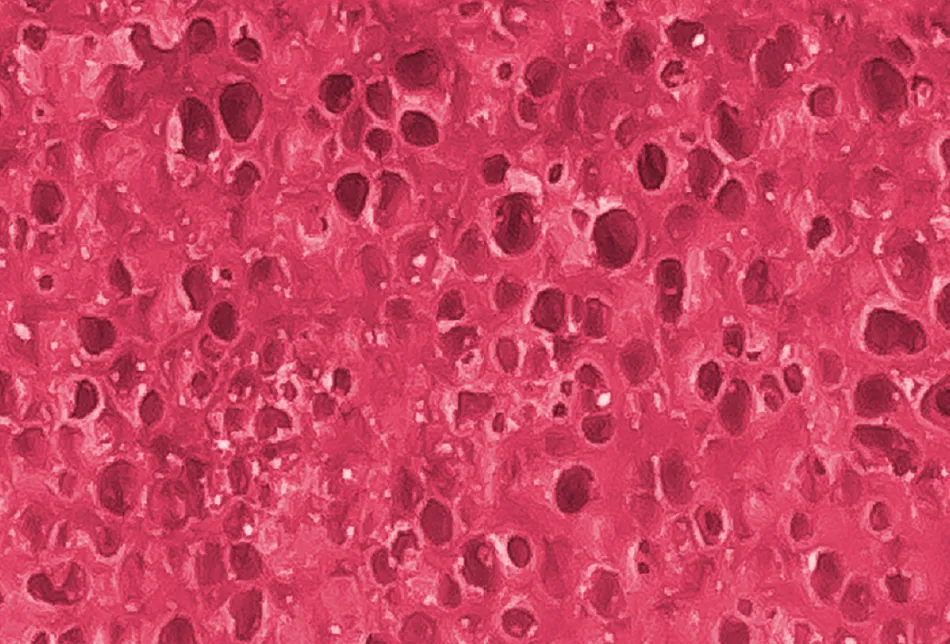 Internal Image of Spring Sponge
